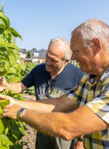 Afbeelding voor Groen geluk in de buurttuin van KBO Someren-Heide