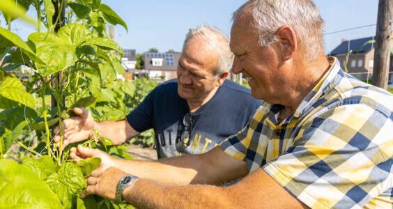 Afbeelding voor Groen geluk in de buurttuin van KBO Someren-Heide