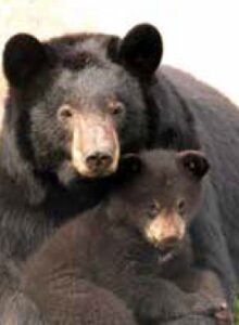 Afbeelding voor Op ontdekking in Zie-ZOO