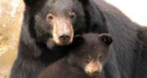 Afbeelding voor Op ontdekking in Zie-ZOO