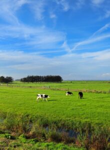Afbeelding voor Nationale Molendag
