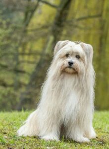 Afbeelding voor Honden oppas gezocht!