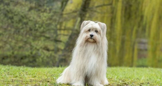 Afbeelding voor Honden oppas gezocht!