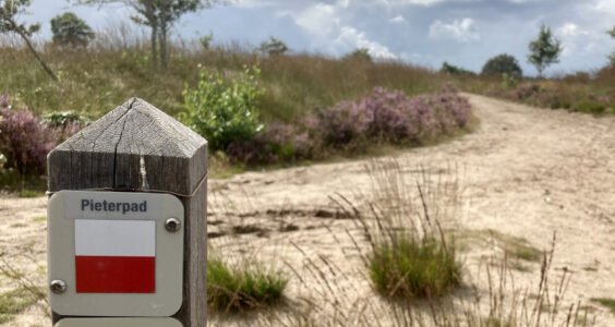 Afbeelding voor Gevlochten heggen