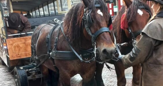 Afbeelding voor Een gevulde dagtrip met KBO Heino