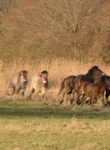 Afbeelding voor Natuurpark Lelystad heeft nieuwe ‘bewoners’ gekregen