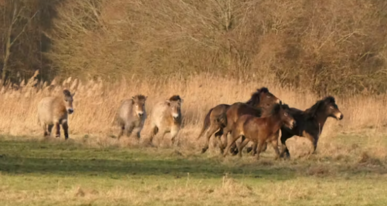 Afbeelding voor Natuurpark Lelystad heeft nieuwe ‘bewoners’ gekregen