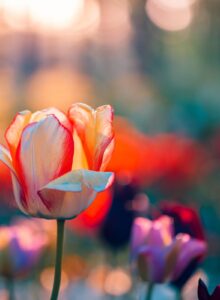 Afbeelding voor Lente
