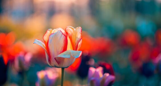 Afbeelding voor Lente