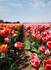 Afbeelding voor Tulpenroute Flevoland 2024