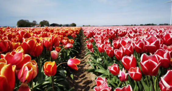 Afbeelding voor Tulpenroute Flevoland 2024