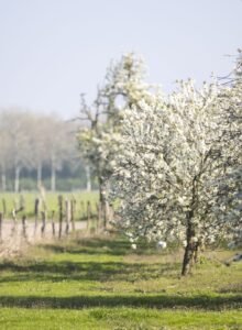 Afbeelding voor Bloesemroutes in Limburg