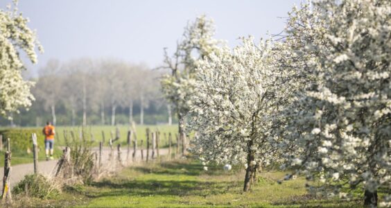 Afbeelding voor Bloesemroutes in Limburg