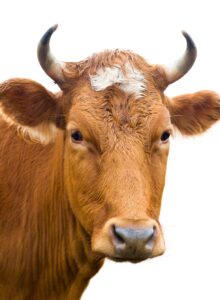 Afbeelding voor Een loeigoed idee in Overijssel