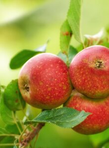 Afbeelding voor Zeeuws fruit
