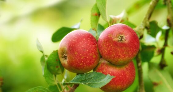 Afbeelding voor Zeeuws fruit