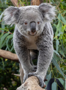 Afbeelding voor Ouwehands Dierenpark – € 3,00 korting