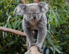 Afbeelding voor Ouwehands Dierenpark – € 3,00 korting