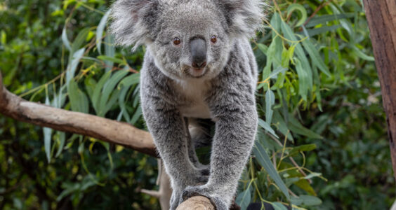 Afbeelding voor Ouwehands Dierenpark – € 3,00 korting