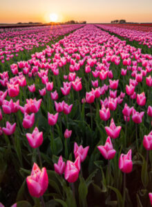 Afbeelding voor Auto-, wandel- en fietspuzzeltochten Zuid-Holland – 15% korting