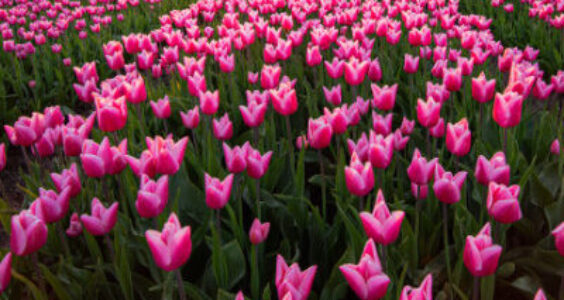 Afbeelding voor Auto-, wandel- en fietspuzzeltochten Zuid-Holland – 15% korting