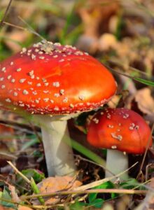 Afbeelding voor Paddenstoelen in Wikelslân