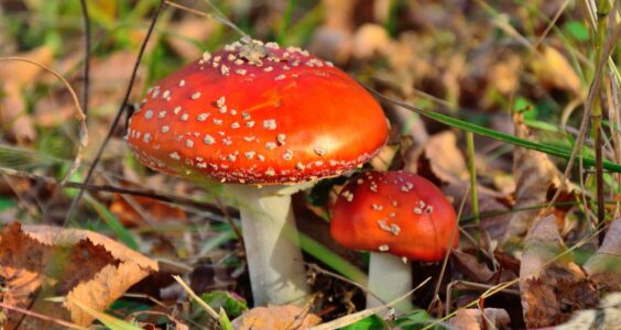 Afbeelding voor Paddenstoelen in Wikelslân