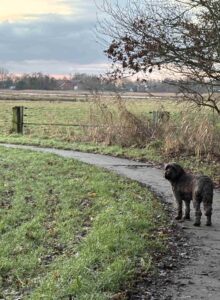 Afbeelding voor Trouw