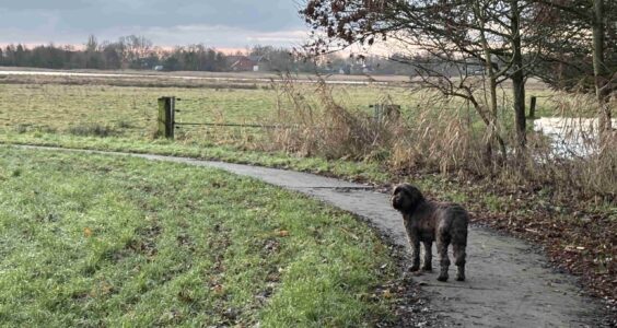 Afbeelding voor Trouw