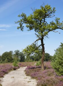 Afbeelding voor Door de Kampina met De Keistampers