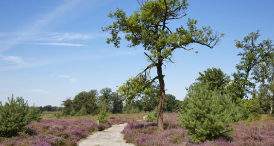 Afbeelding voor Door de Kampina met De Keistampers