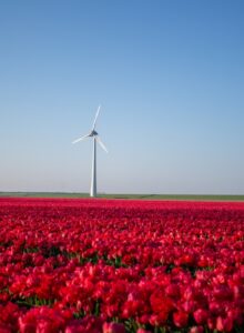Afbeelding voor Naderende zomer in Flevoland