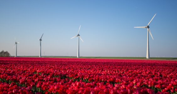 Afbeelding voor Naderende zomer in Flevoland