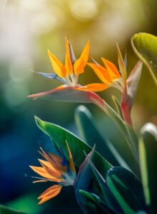 Afbeelding voor Paradijsvogel uit Madeira