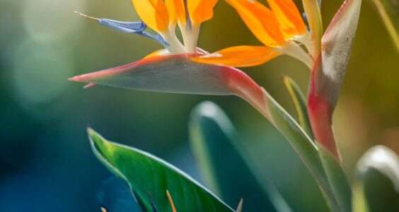 Afbeelding voor Paradijsvogel uit Madeira