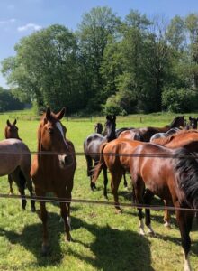 Afbeelding voor KBO Senioren afd. De Lutte brengt met haar leden een bezoek aan een paardenhouderij