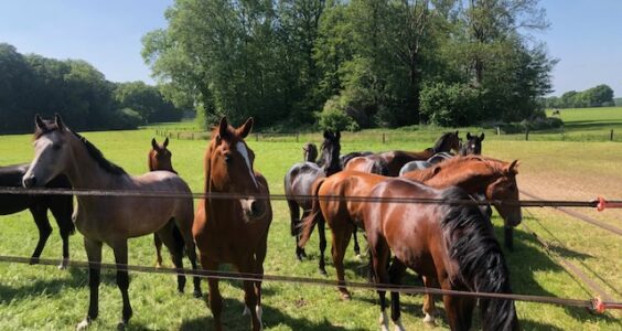 Afbeelding voor KBO Senioren afd. De Lutte brengt met haar leden een bezoek aan een paardenhouderij