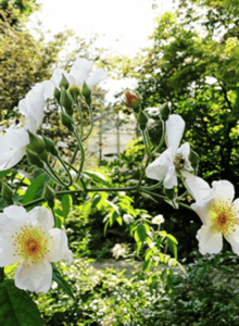 Afbeelding voor Korting voor groepen vanaf 20 personen