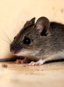 Afbeelding voor Liever geen muis in huis!