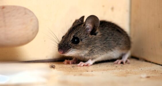 Afbeelding voor Liever geen muis in huis!