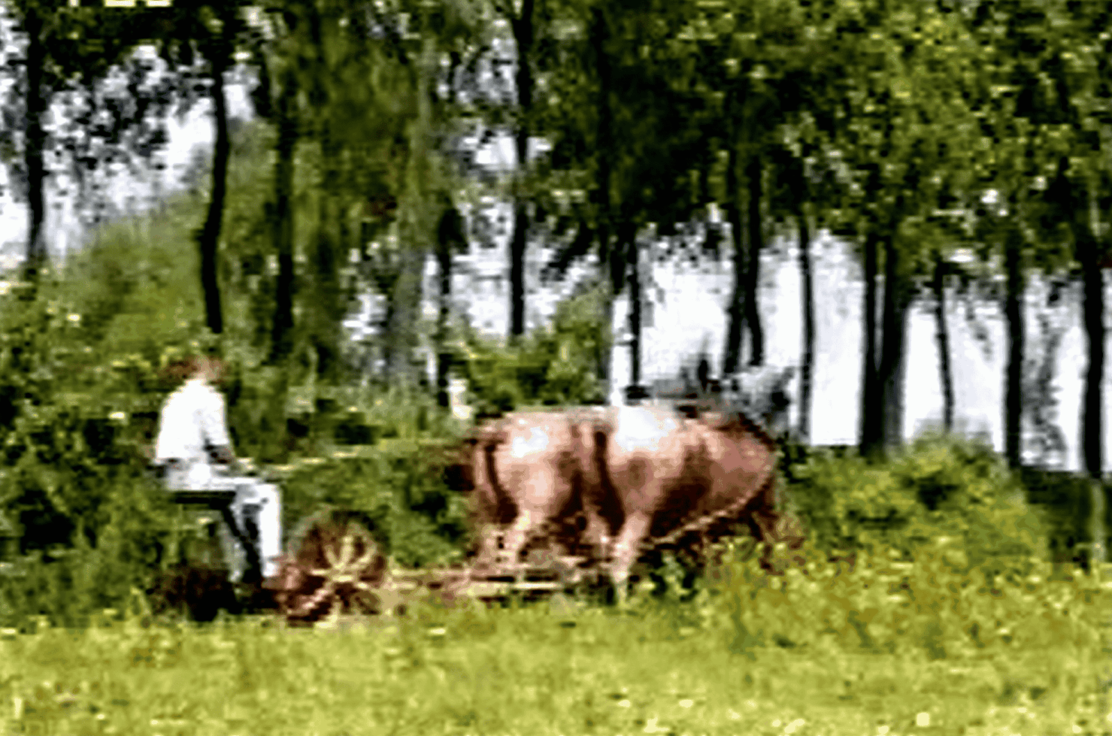 Afbeelding voor Op de Boerderij: Dieren, Leven en Traditie