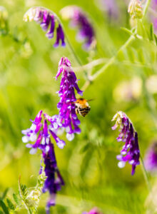 Afbeelding voor Lentewandeling op Schoorsveld