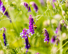 Afbeelding voor Lentewandeling op Schoorsveld