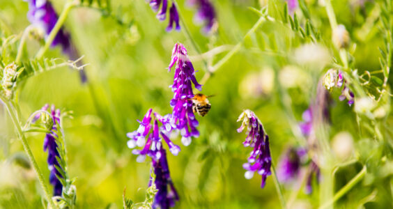 Afbeelding voor Lentewandeling op Schoorsveld