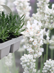 Afbeelding voor Witte lavendelplanten