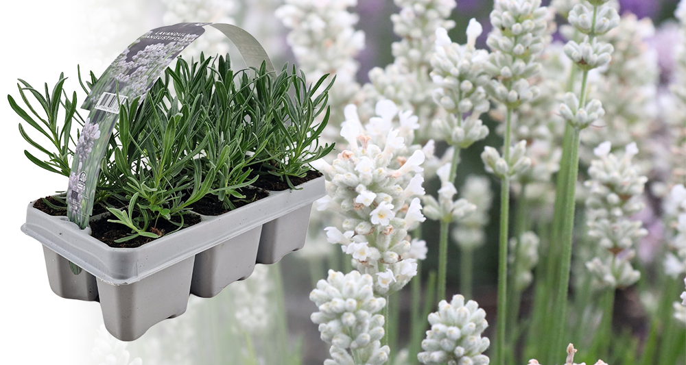 Afbeelding Witte lavendelplanten