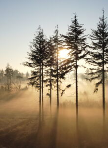 Afbeelding voor Vroege ochtendwandeling Schoorsveld