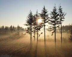 Afbeelding voor Vroege ochtendwandeling Schoorsveld