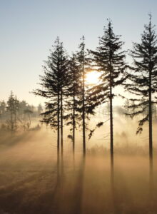 Afbeelding voor Vroege ochtendwandeling Schoorsveld