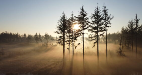 Afbeelding voor Vroege ochtendwandeling Schoorsveld